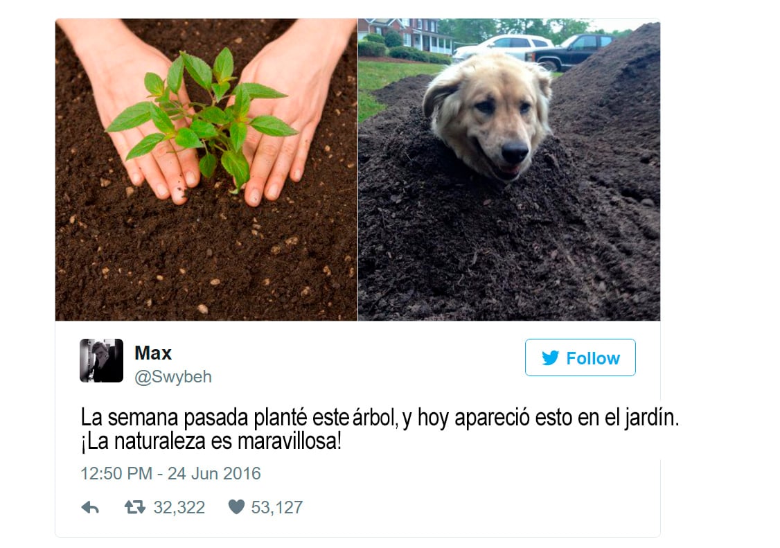 tuits sobre animales tuits sobre animales