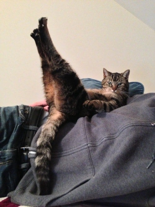 gato haciendo yoga