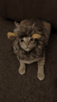 10-gatitos-endemonida-adorable-leon