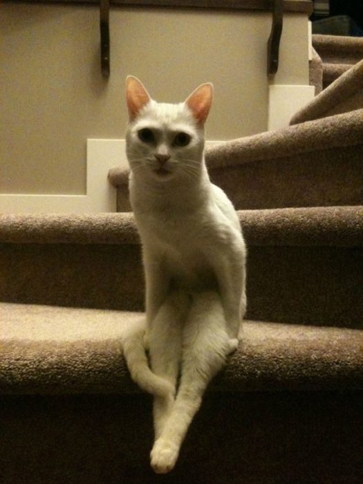 gato sentado como humano