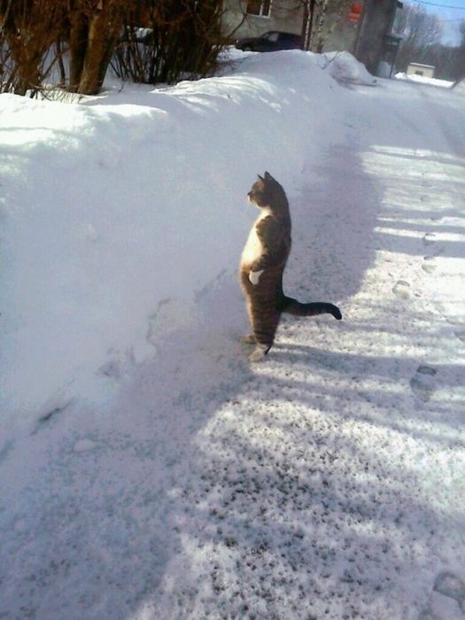 gato en 2 patas observando la nieve