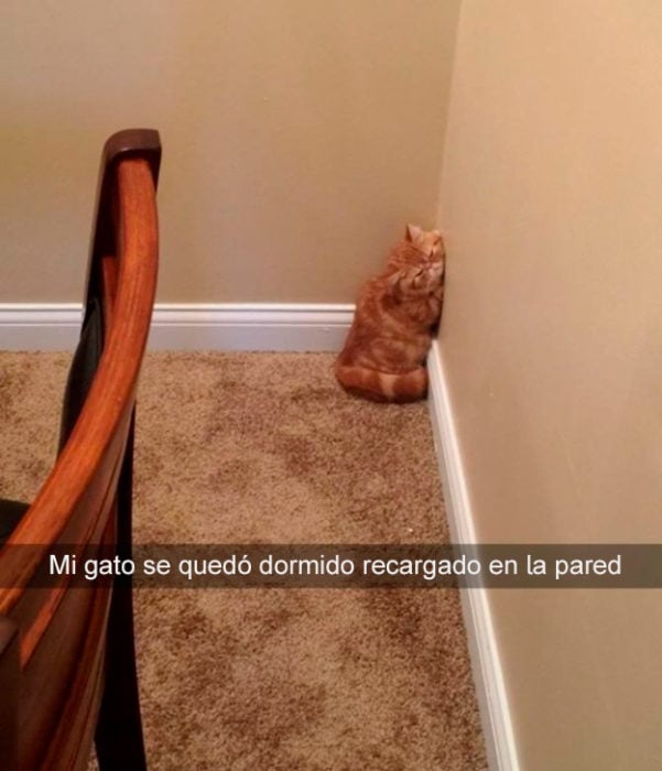 gato dormido en la pared