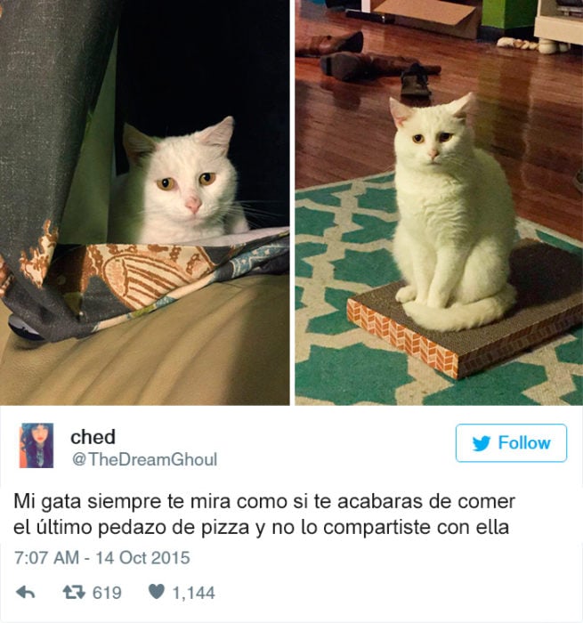 gato mirada triste