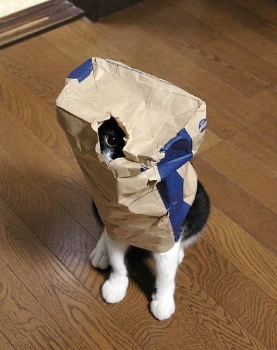 gato enuna bolsa