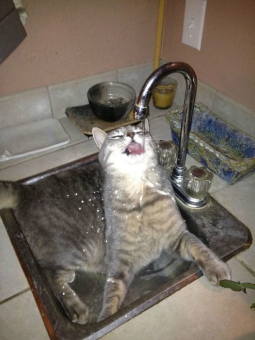 gato tomando agua del lavamanos