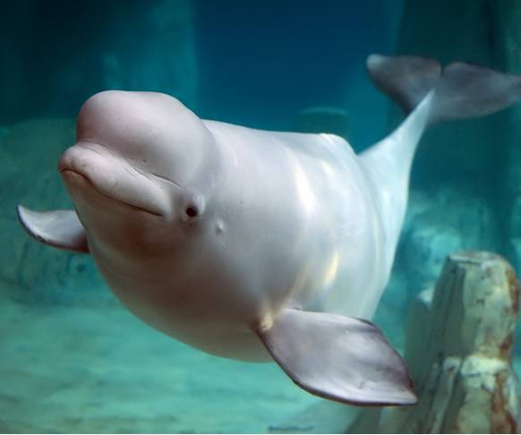 Increibles Animales Bebe Que Toman El Control Del Mundo Increibles Animales Bebe Que Toman El Control Del Mundo