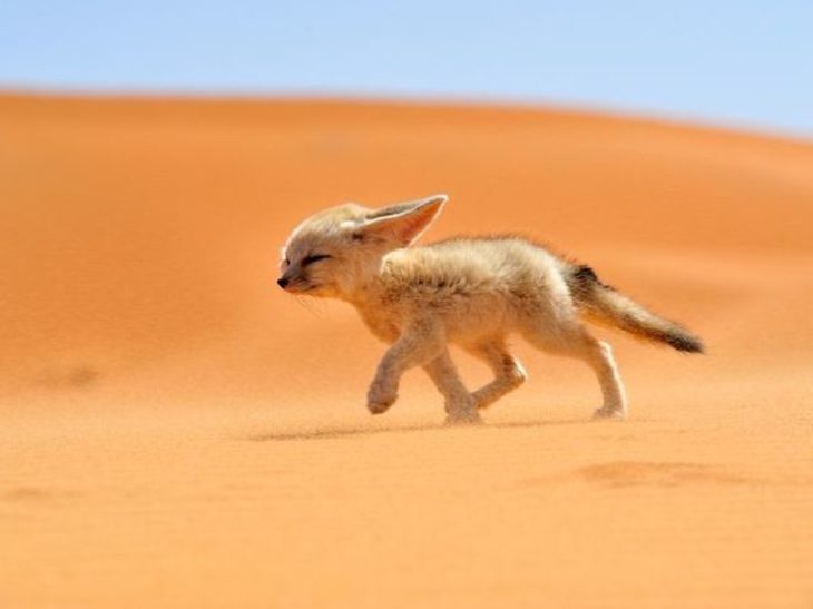 zorro del desierto bebé