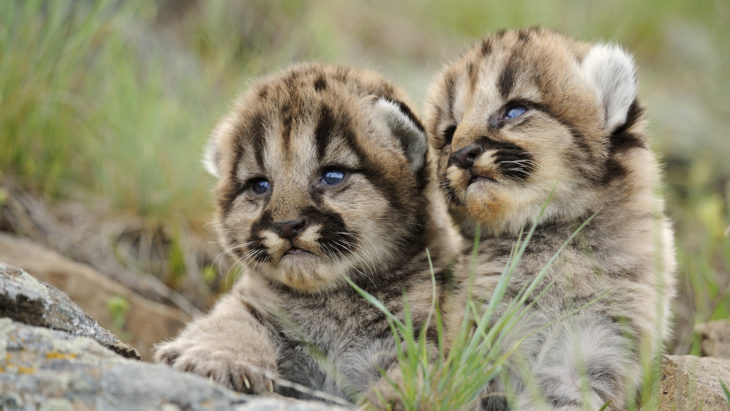 jaguares bebé