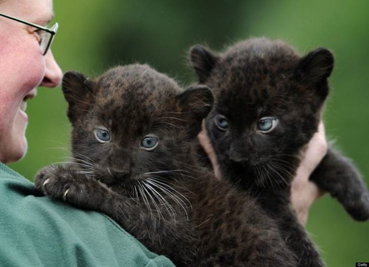 pantera negra bebé