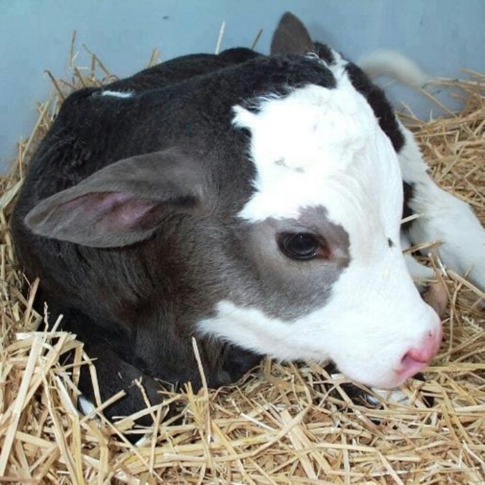 vaca bebé