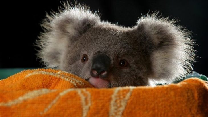 koala bebé