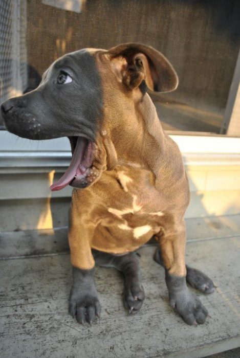 perro con cara negra y cuerpo café y patas negrass