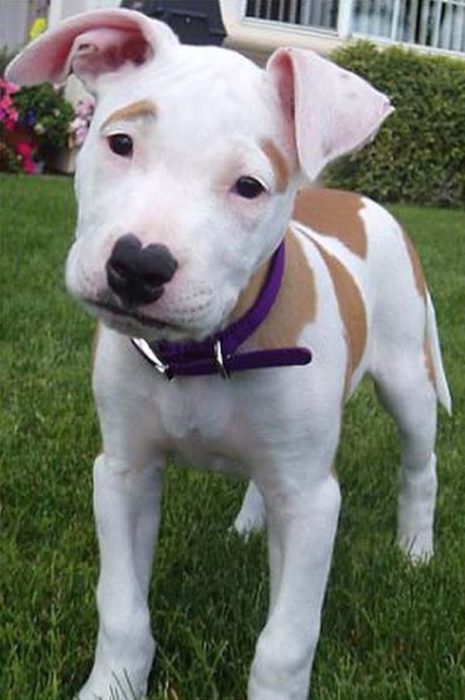 perro pitbull con cejas