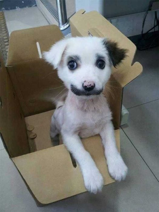 perro con cara manchada de negro marca piel 