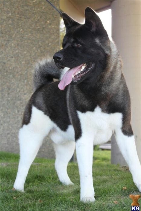 perro mitad de arriba negro y mitad de abajo blanco 