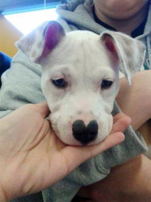 perrito con nariz en forma de corazón