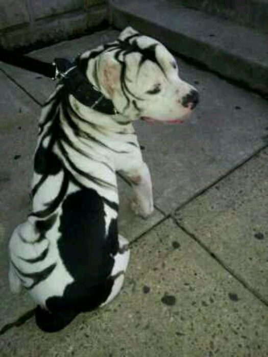 perro blanco con manchas negras 