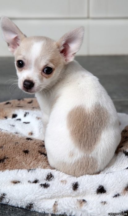 perro con mancha de corazón en su espalda