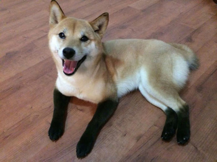 perro con patas negras y el cuerpo café 