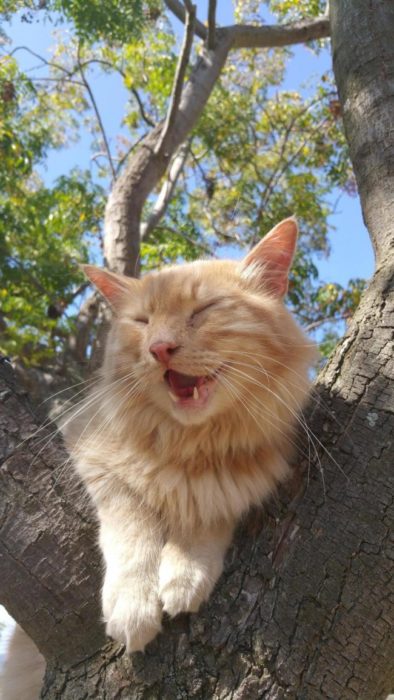 gato riéndose árbol