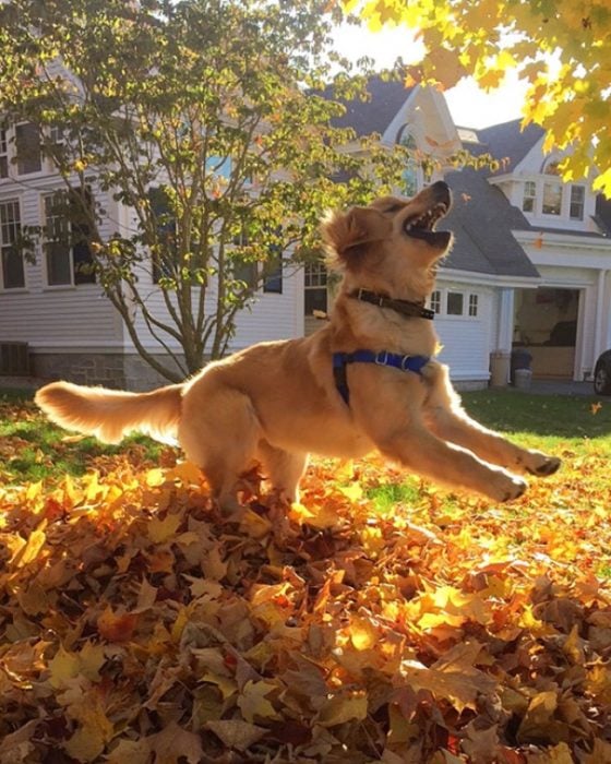 otoño hojas perro feliz