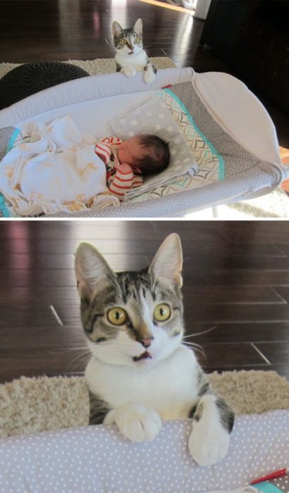 gato conoce a un bebé