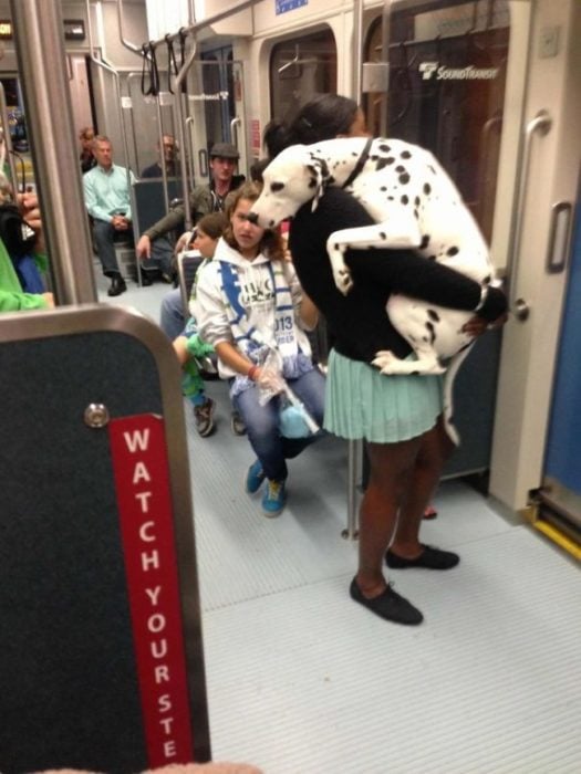 dálmata en el metro