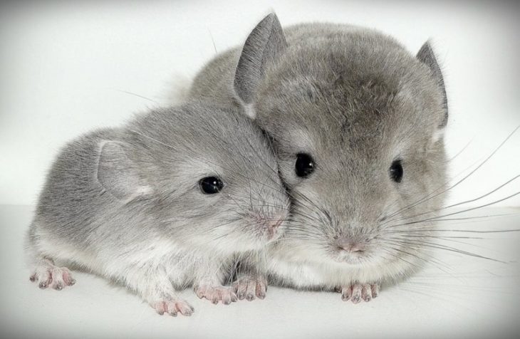 chinchillas bebes