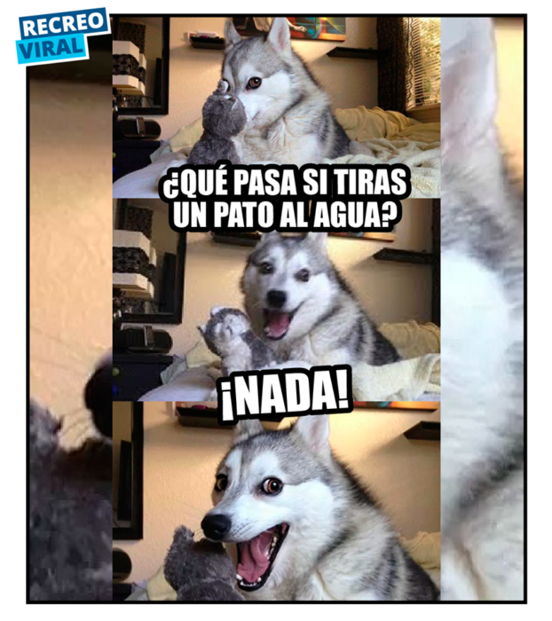 memes del perrito husky