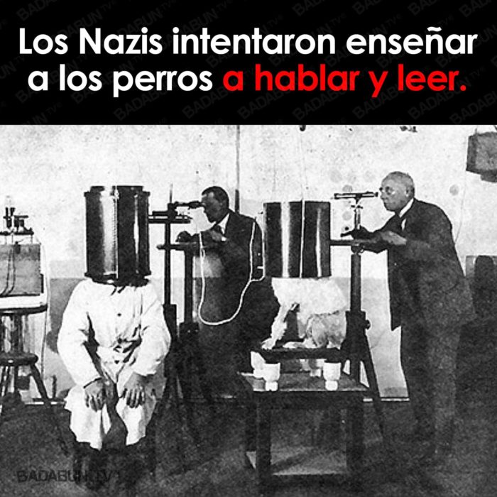 enseñar perros leer escribir nazis