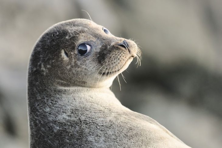 imagen original foca sonriendo