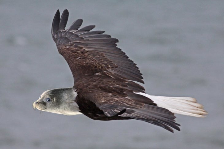 águila foca sonriente