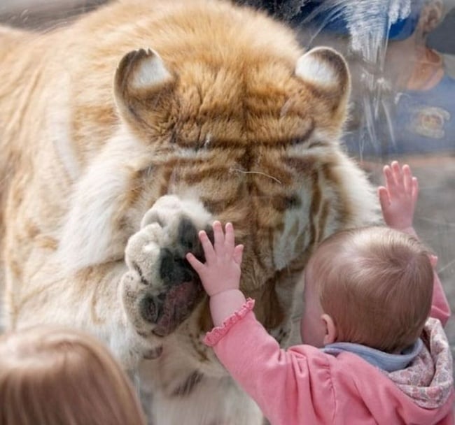 tigre en zoo y bebé enternecedores