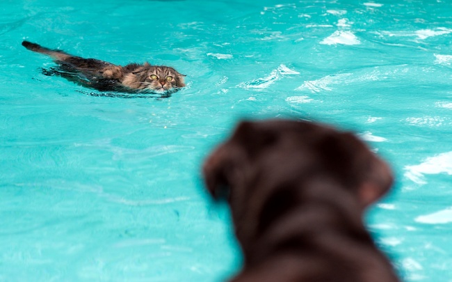 perro nadando salvando a un gato alberca