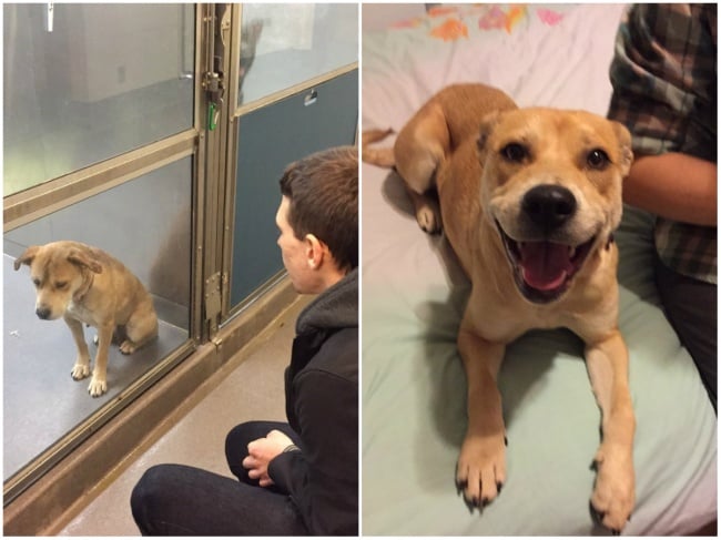 Perro antes y después de ser adoptado