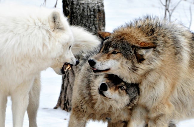 guerra de lobos blanco y grises
