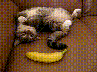 gato primera vez banana