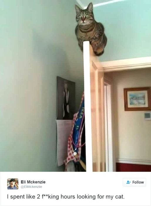 gato arriba de una puerta