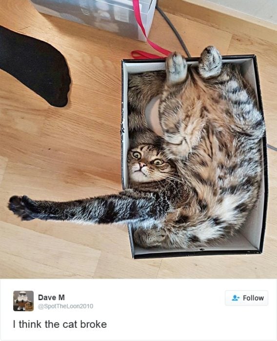 gato en una caja torcido