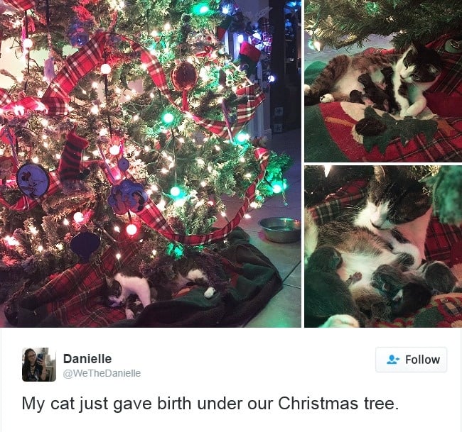 gato teniendo a sus gatitos bajo érbol de navidad
