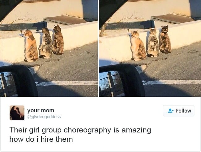 coreografía gatas bailando