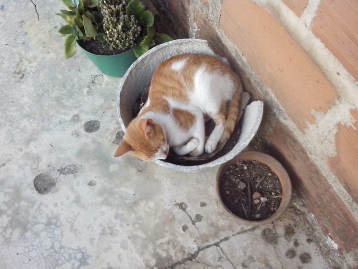 gato en la maceta