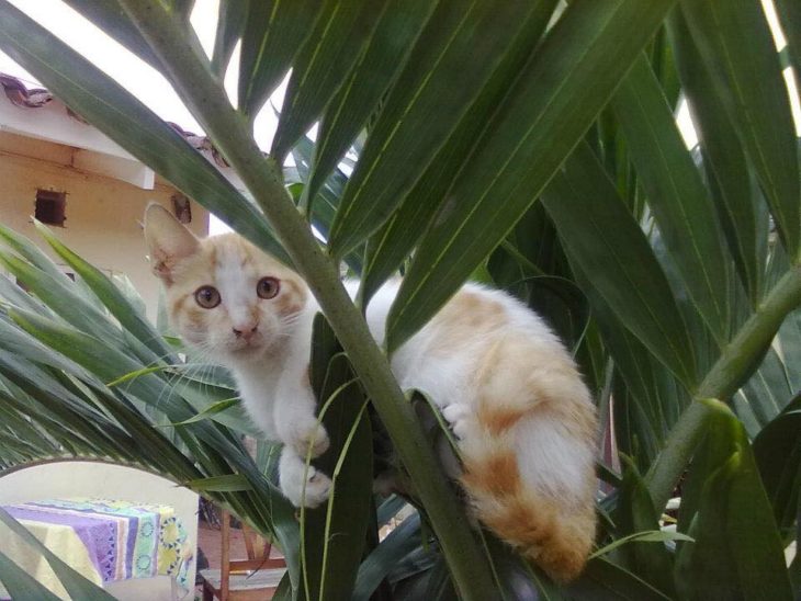 gato arriba de una planta