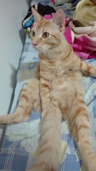 gato con patas abiertas