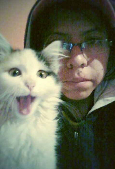 gato sacando la lengua