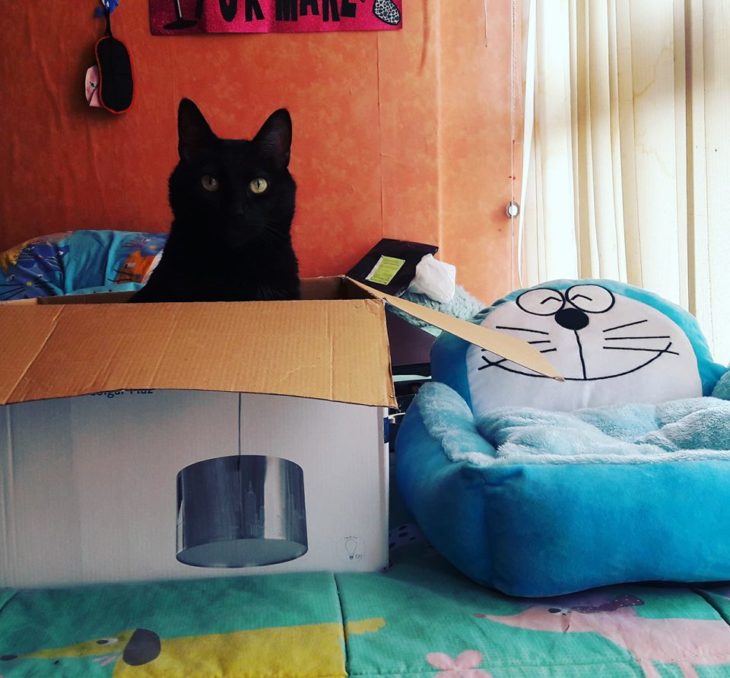 gato en su caja 