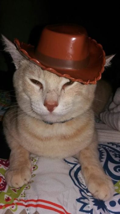 gato con sombrero