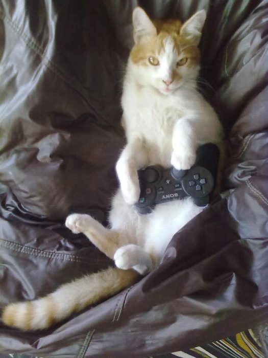 gato jugando videojuegos 