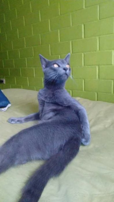 gato posando sexy 