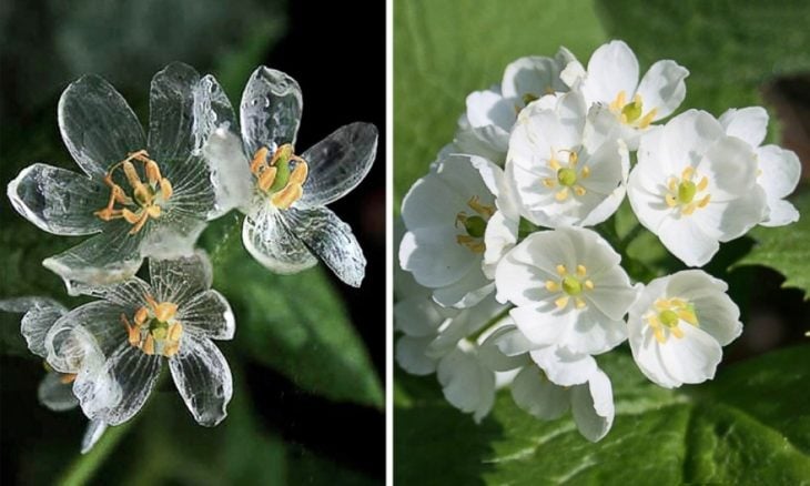 flor transparente con la lluvia